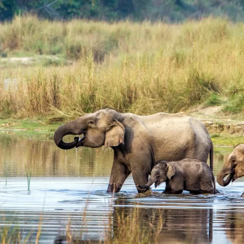 indian-elephant-chitwan-nepal-ezgif.com-resize